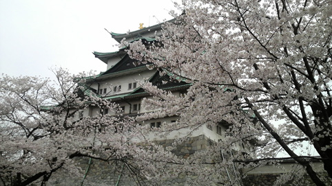 城と桜.jpg