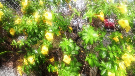 黄色の花.JPG